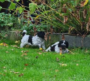 Schapendoes L-nest van de Roeskebeer